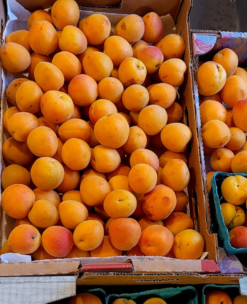 Apricot &  Rosemary Fire Cider